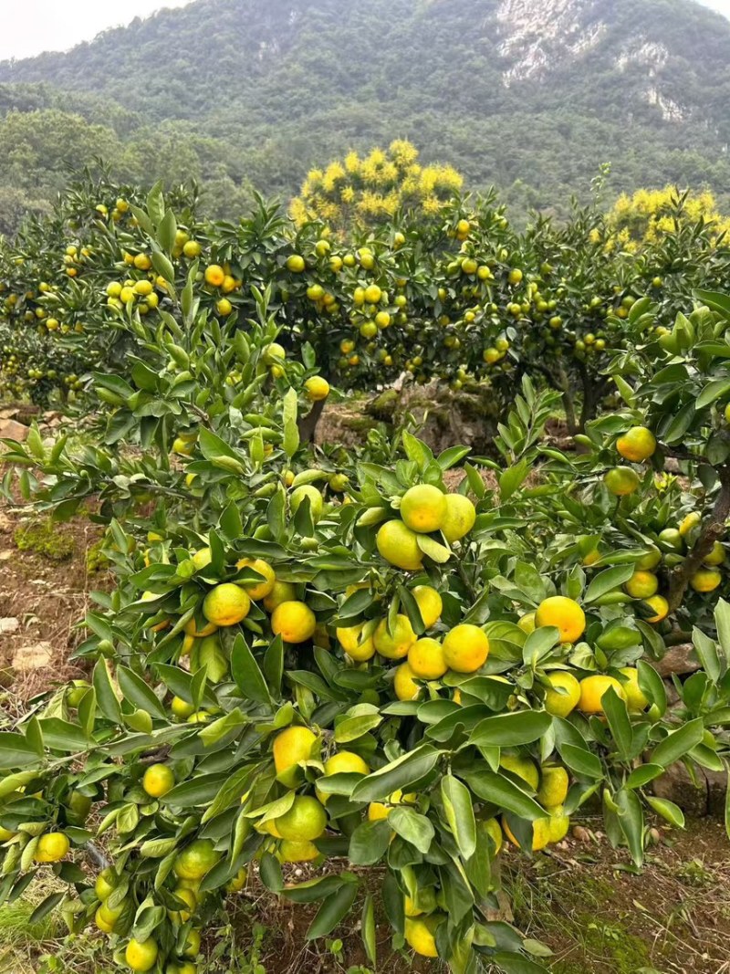 蜜桔湖北高山蜜桔皮薄多汁产地直供现摘现发一手货源