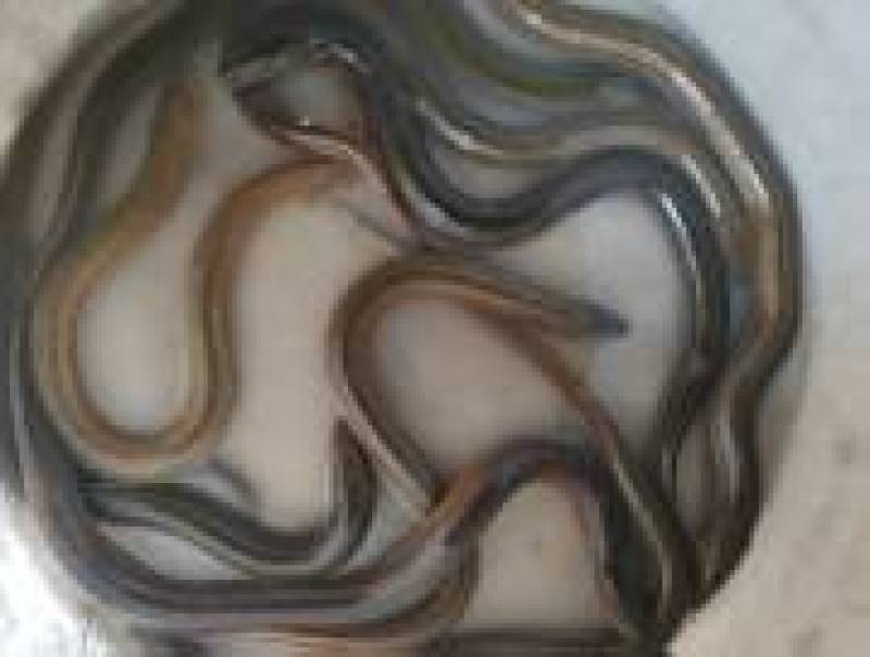 黄鳝大黄鳝大量供应可视频看货欢迎来电采购