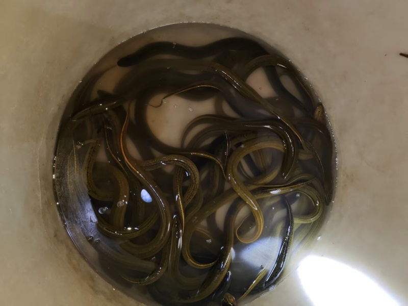 黄鳝大黄鳝大量供应可视频看货欢迎来电采购
