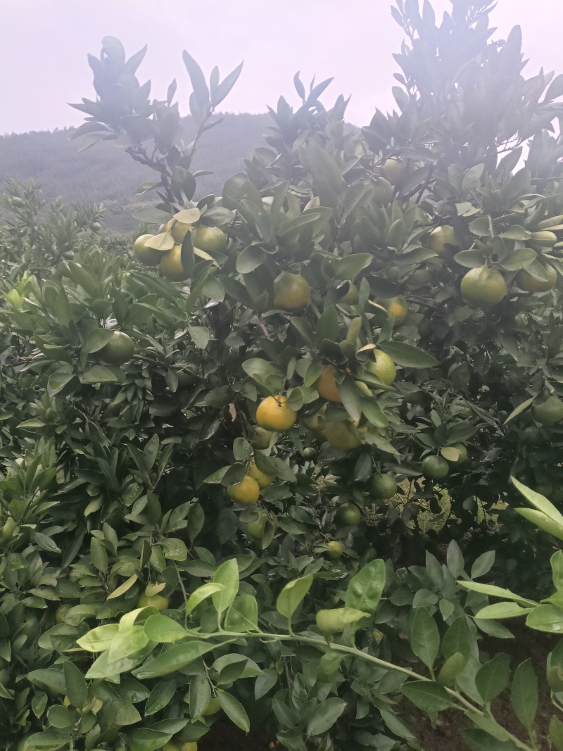 南阳内乡蜜桔大量上市
