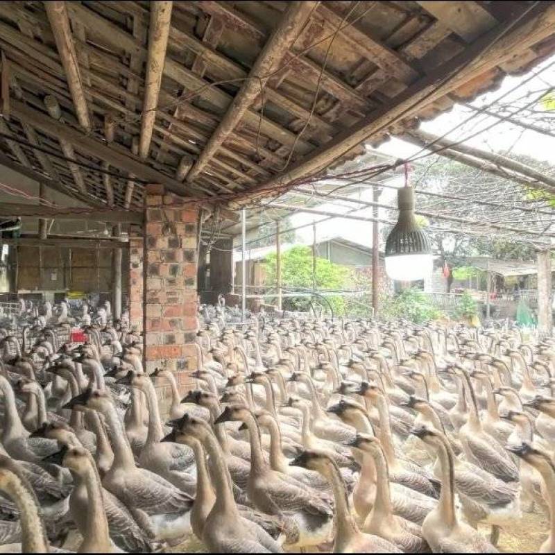阳江鹅