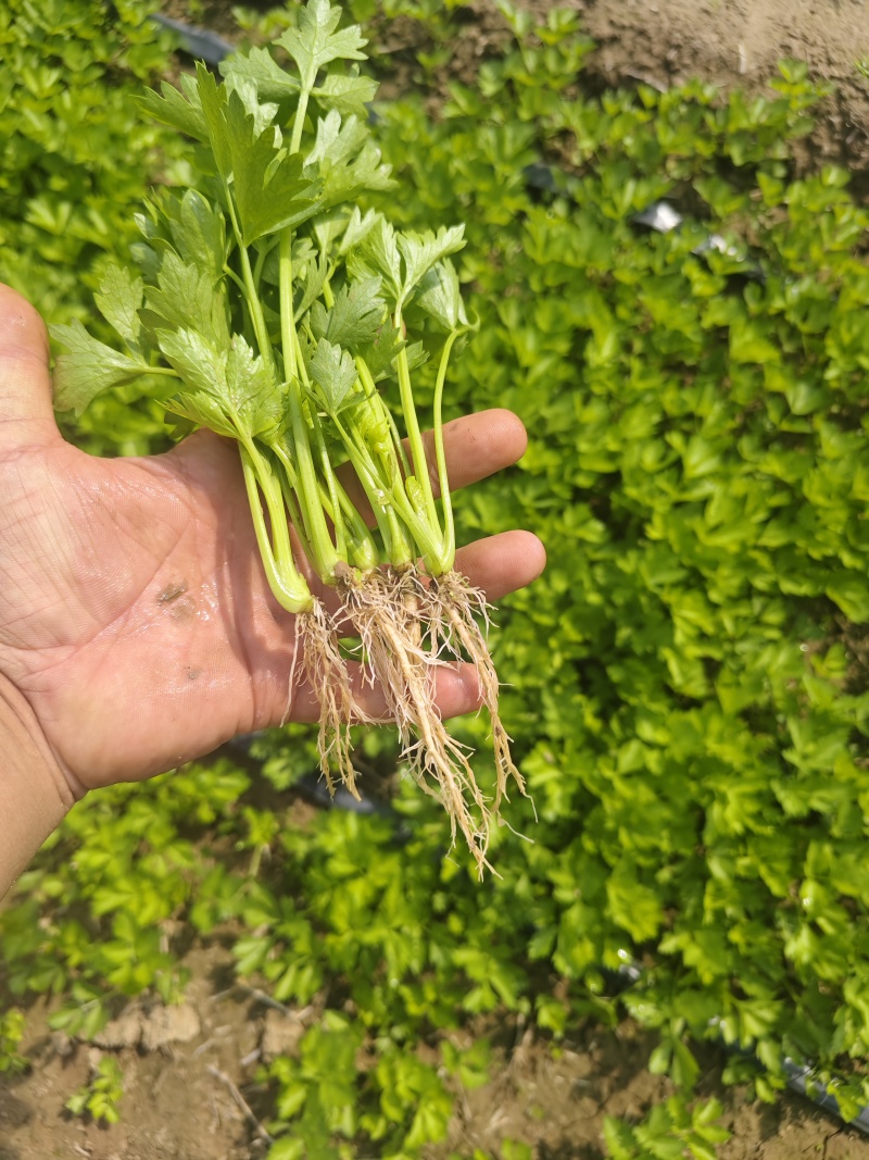 法国皇后芹菜苗