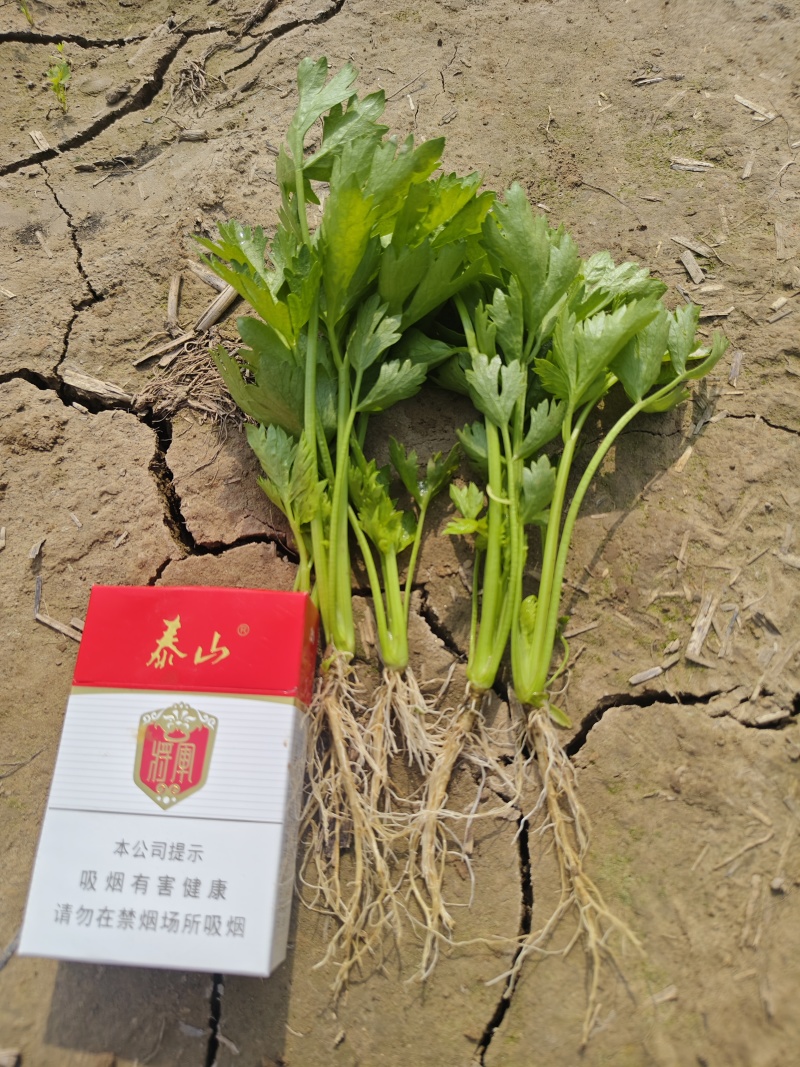 法国皇后芹菜苗