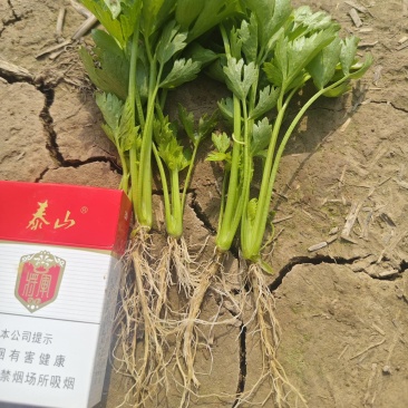 法国皇后芹菜苗