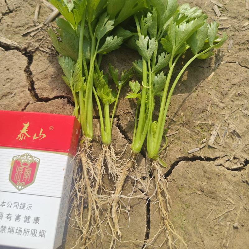 法国皇后芹菜苗