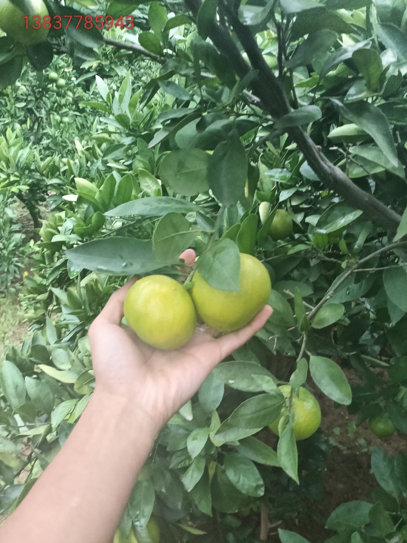 南阳蜜桔大量上市，需要的客商请联系