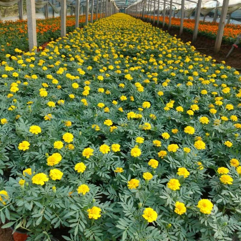 孔雀草时令草花黄色橙色孔雀草租摆用花