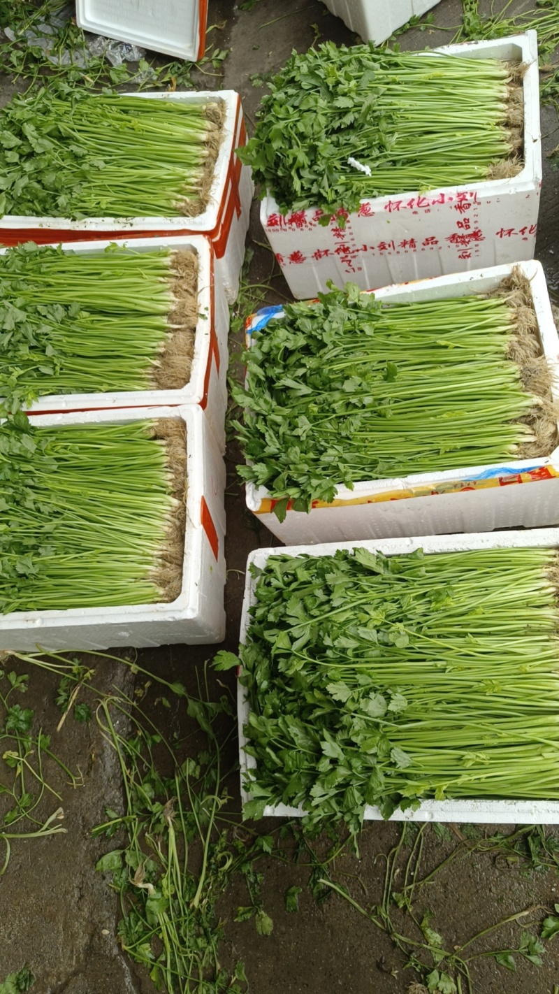 现以大量上市有需要的老板可联系***********