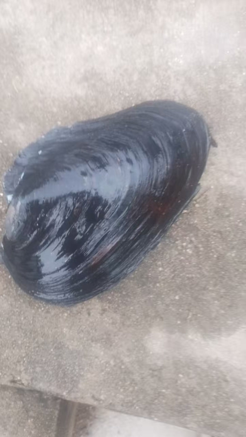 河蚌