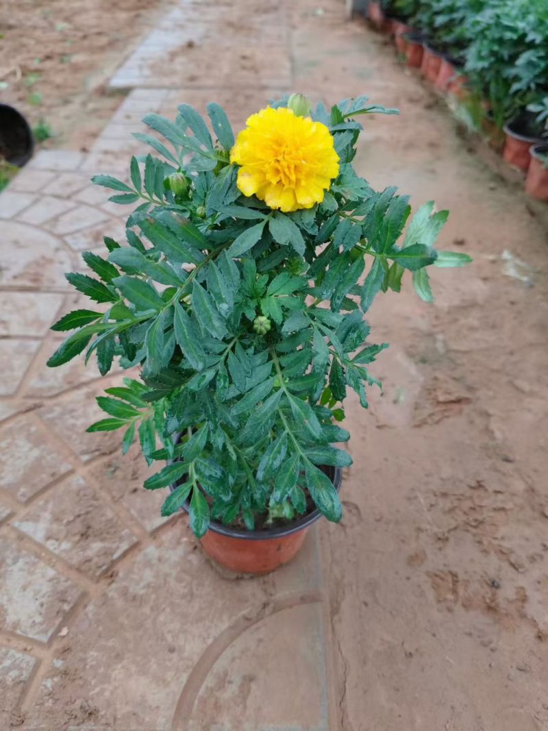 孔雀草时令草花黄色橙色孔雀草租摆用花