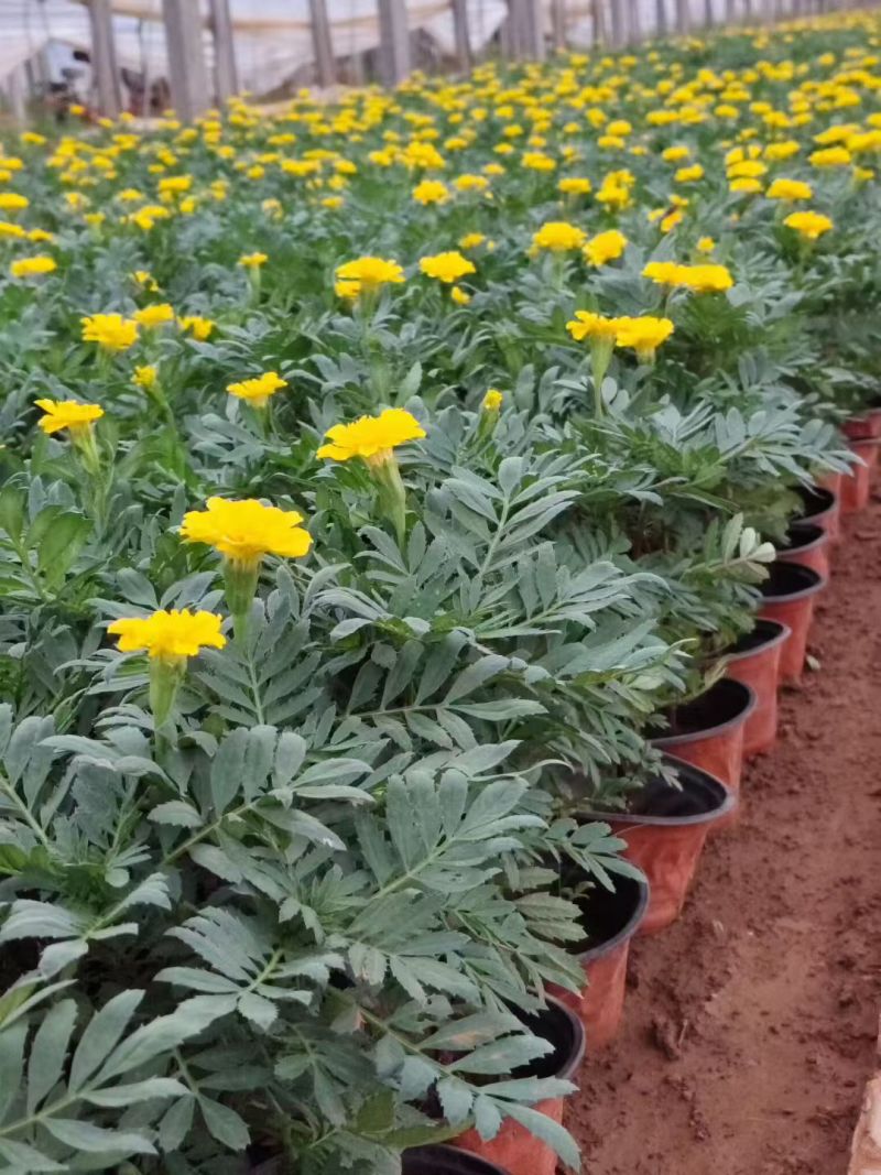 孔雀草时令草花黄色橙色孔雀草租摆用花