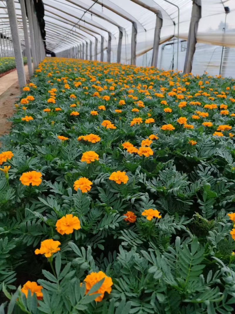 孔雀草时令草花黄色橙色孔雀草租摆用花