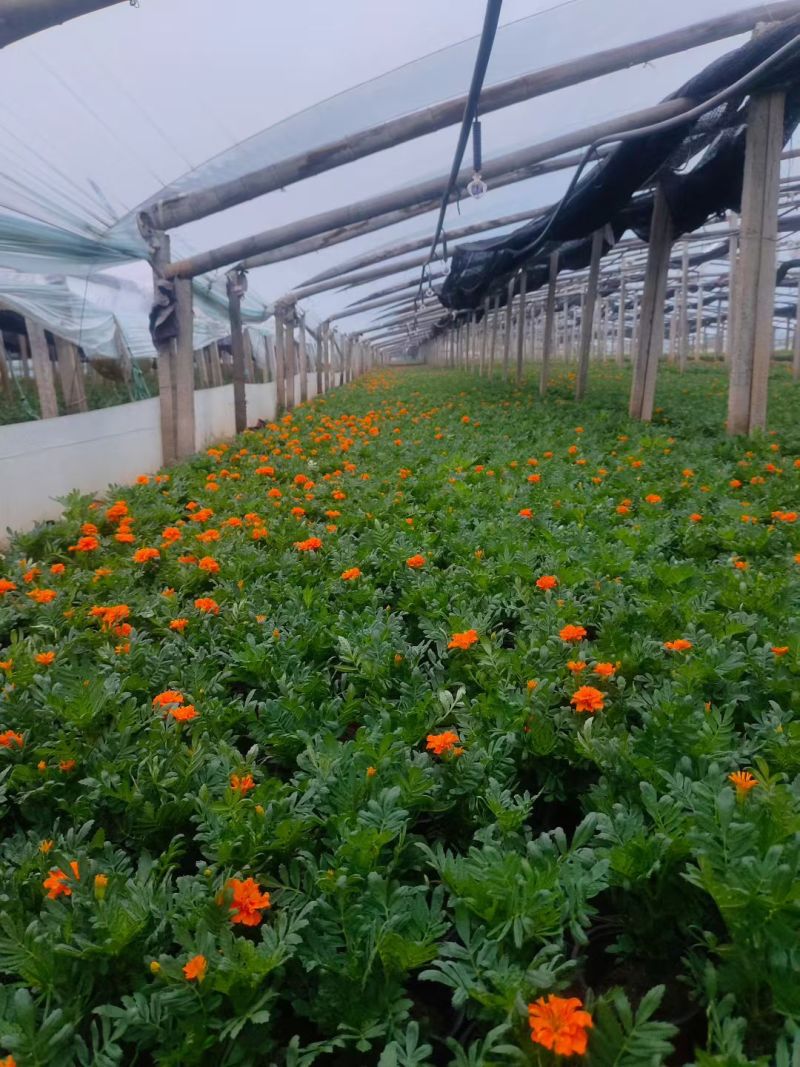 孔雀草时令草花黄色橙色孔雀草租摆用花