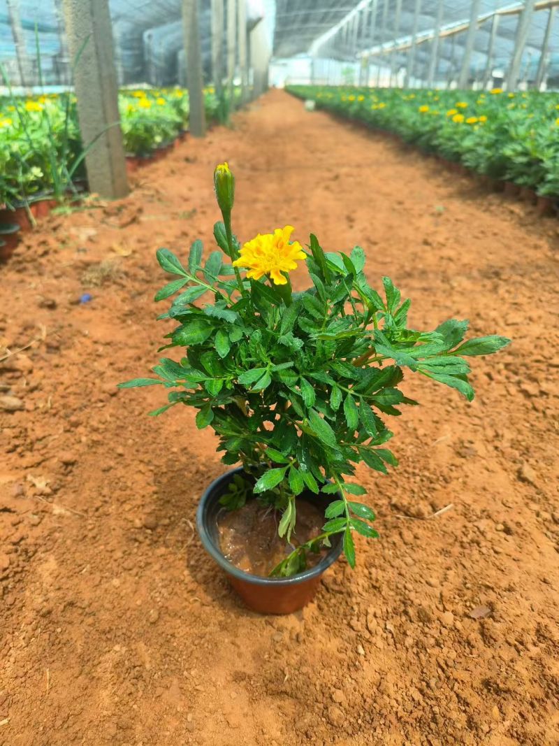 孔雀草时令草花黄色橙色孔雀草租摆用花