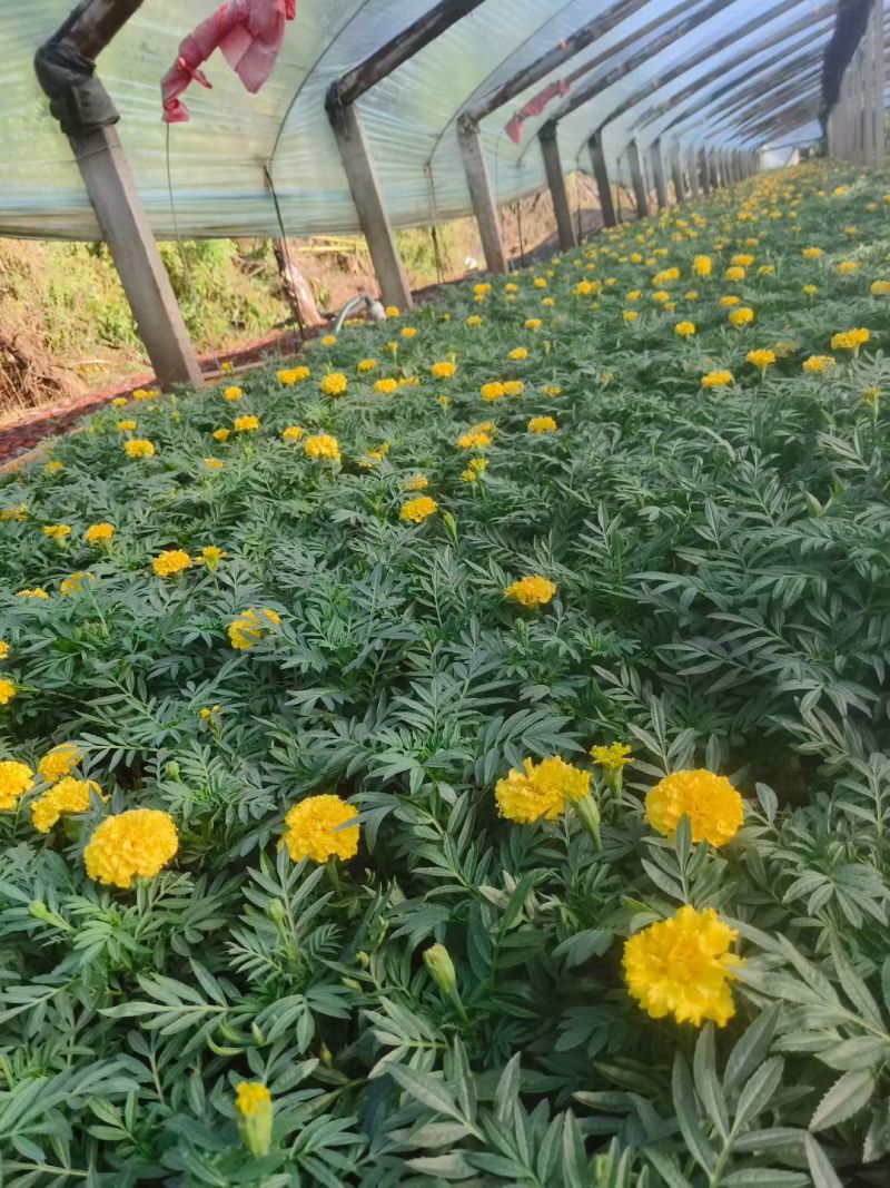 孔雀草时令草花黄色橙色孔雀草租摆用花