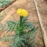 孔雀草时令草花黄色橙色孔雀草租摆用花