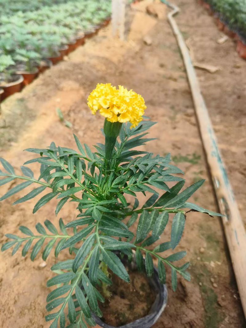 孔雀草时令草花黄色橙色孔雀草租摆用花