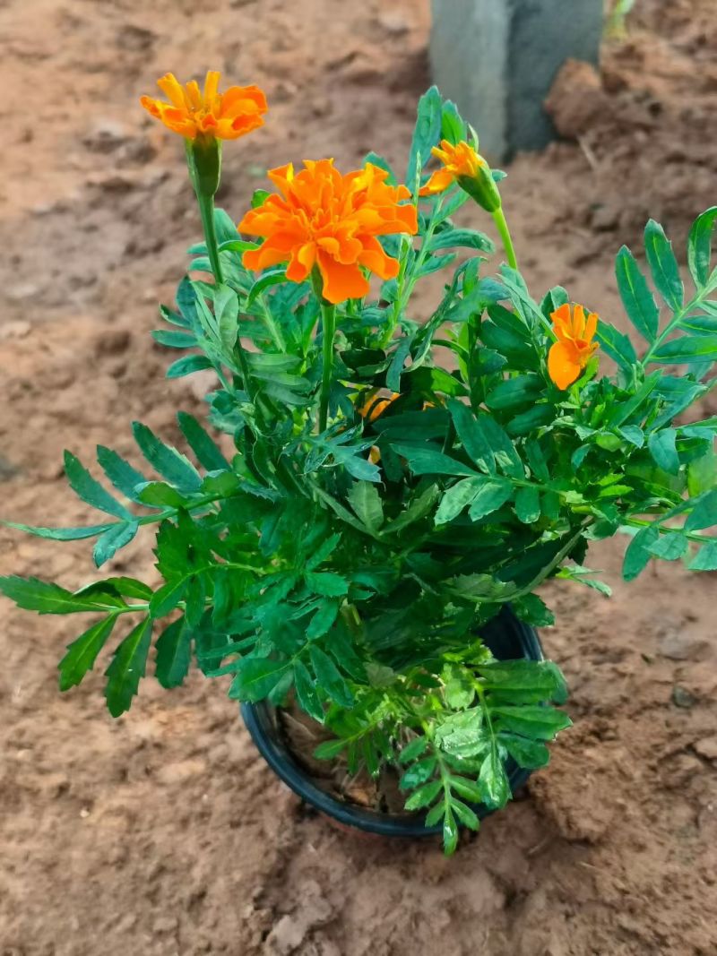 孔雀草时令草花黄色橙色孔雀草租摆用花