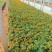 孔雀草时令草花黄色橙色孔雀草租摆用花