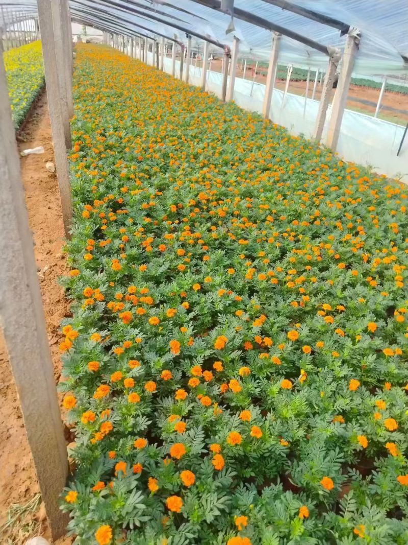 孔雀草时令草花黄色橙色孔雀草租摆用花