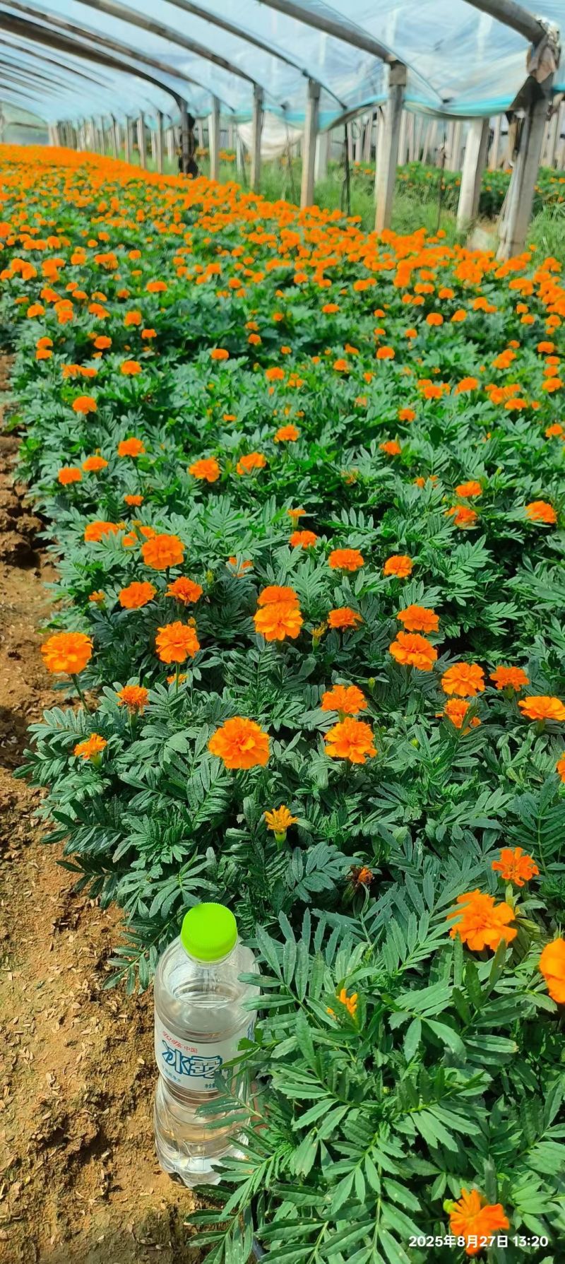 孔雀草时令草花黄色橙色孔雀草租摆用花