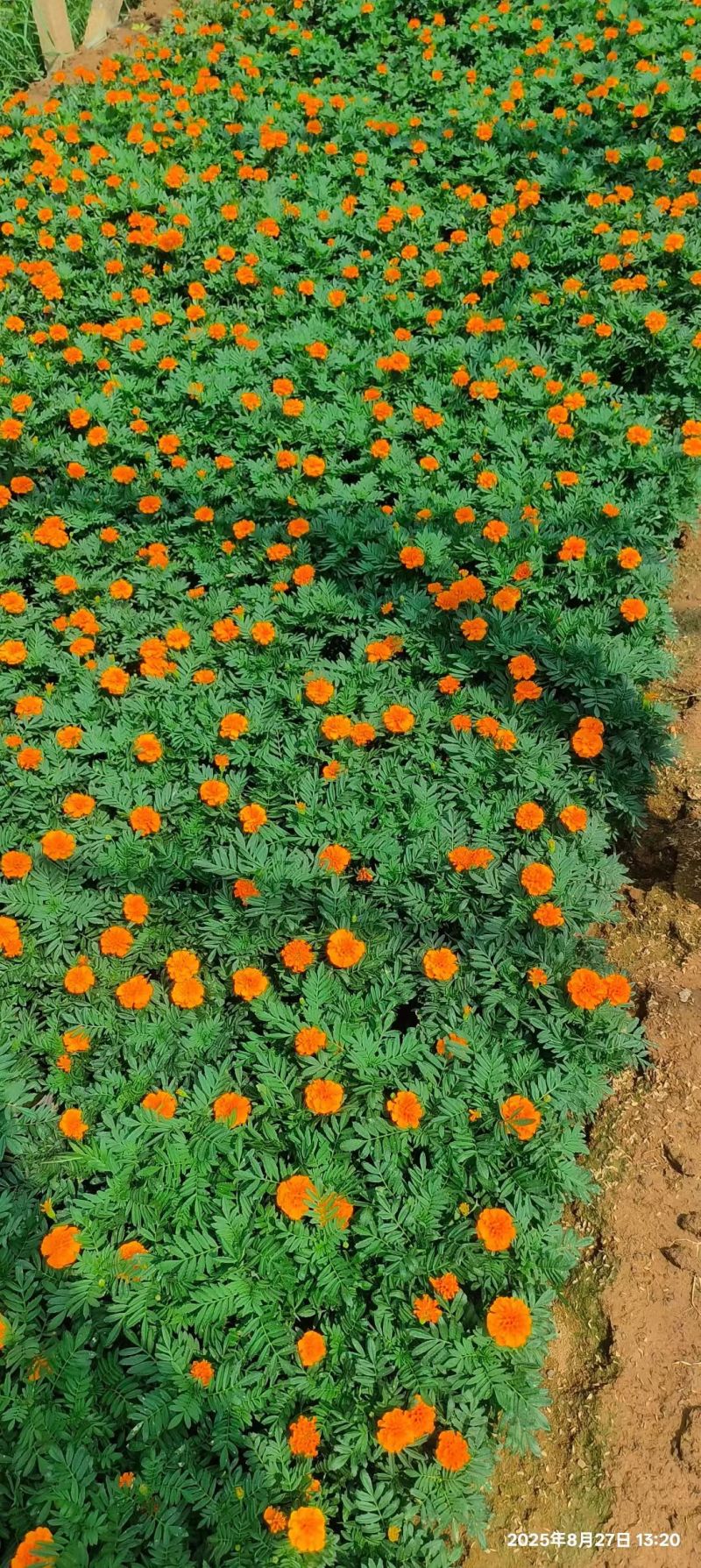 孔雀草时令草花黄色橙色孔雀草租摆用花