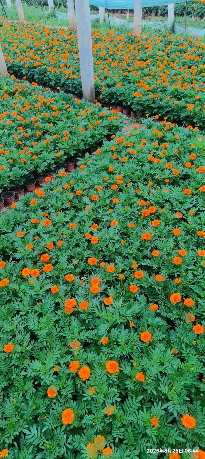 孔雀草时令草花黄色橙色孔雀草租摆用花