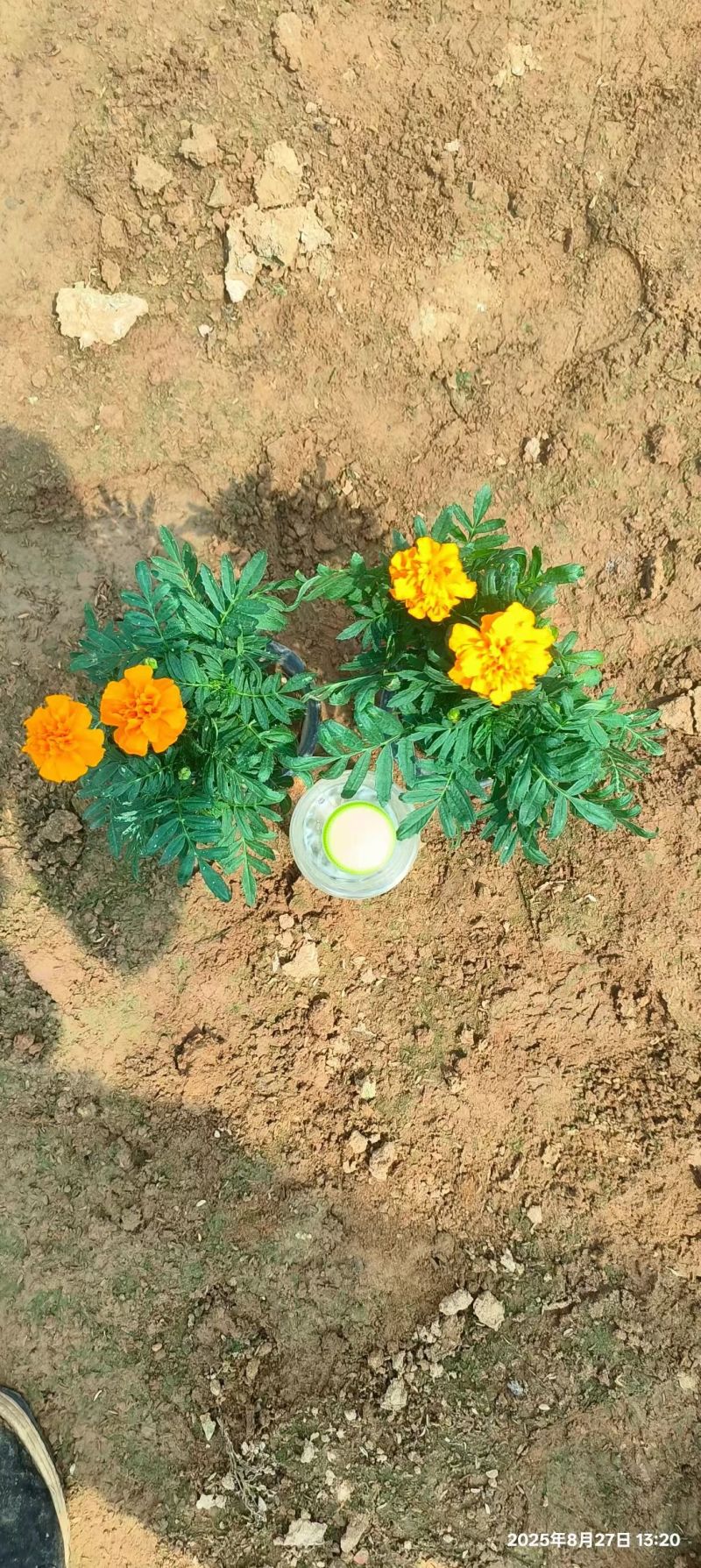 孔雀草时令草花黄色橙色孔雀草租摆用花
