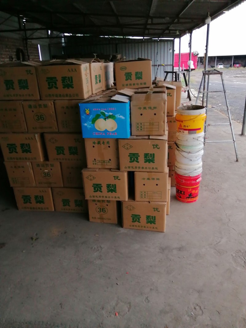 雪花梨大量有货，对接全国市场电商平台，欢迎新老客户前来合作
