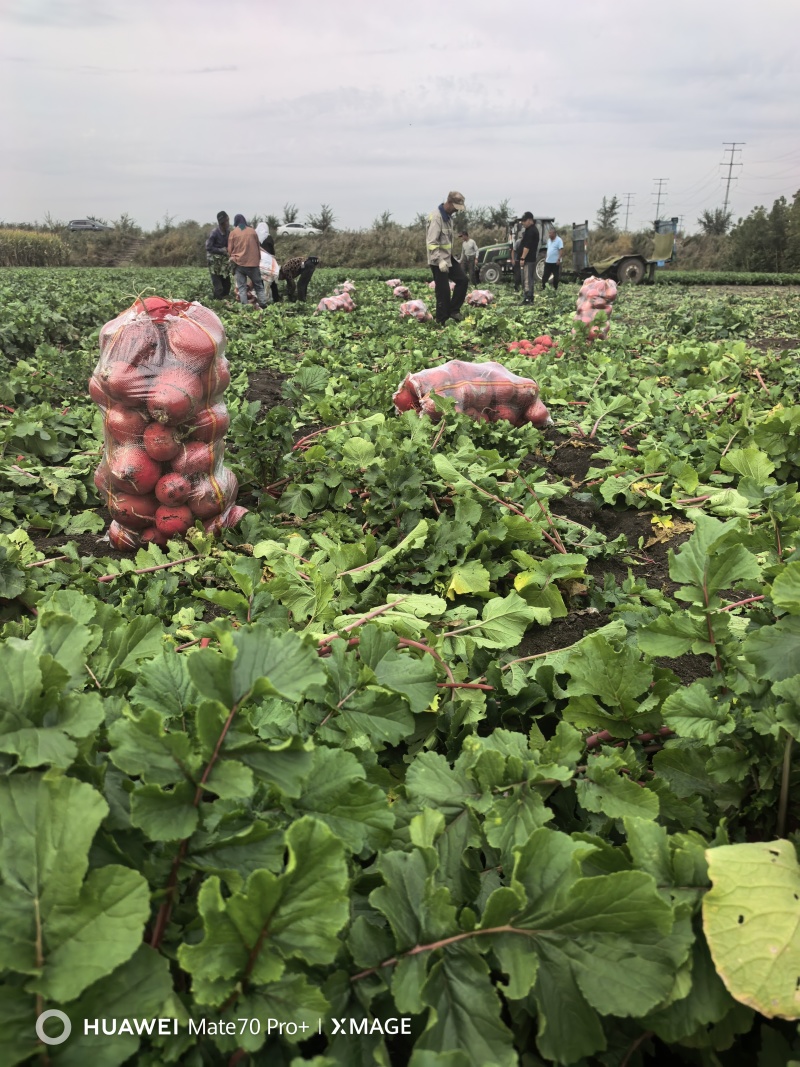 大红萝卜，精品市场货一手货源保质保量视频验货欢迎客商选购