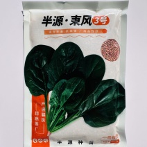 半源东风3号进口菠菜早熟杂交菠菜种子叶色黑绿抗病性强春秋