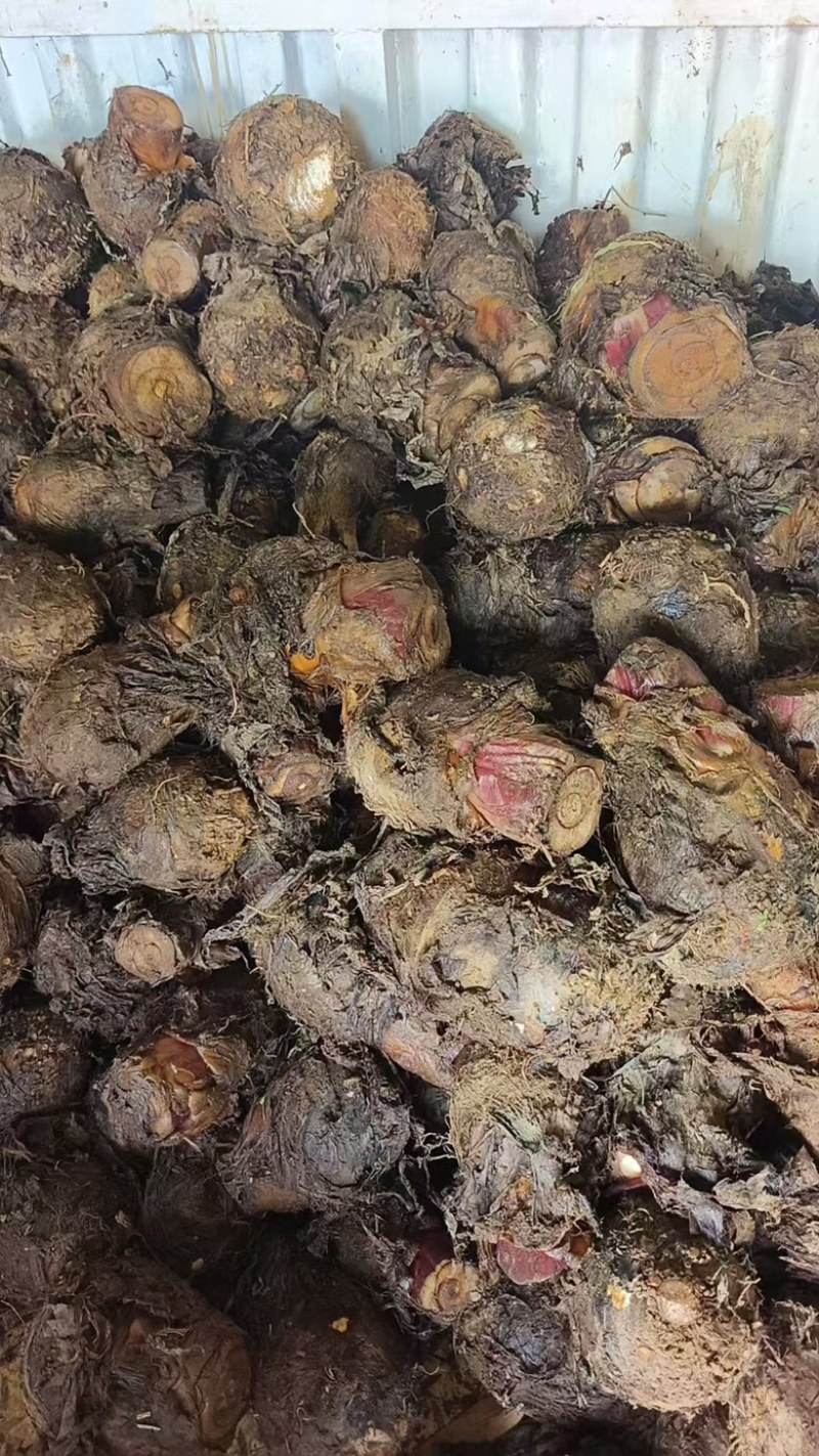 云南大香芋、人头芋大量上市货源充足基地直发
