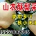 山农酥梨批发