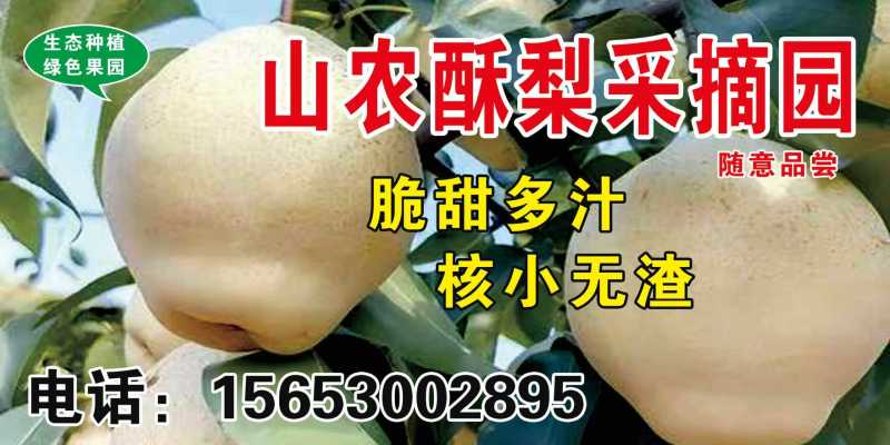 山农酥梨批发