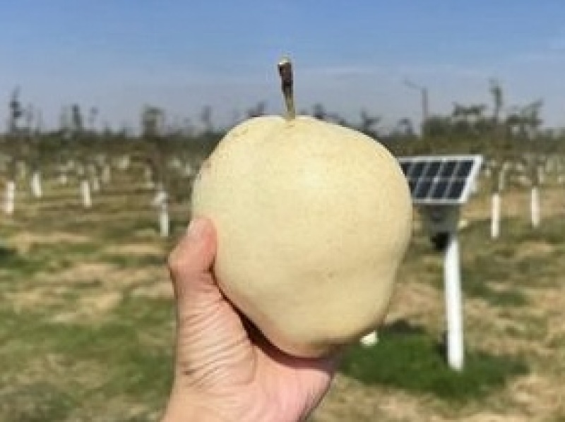 山农酥梨批发