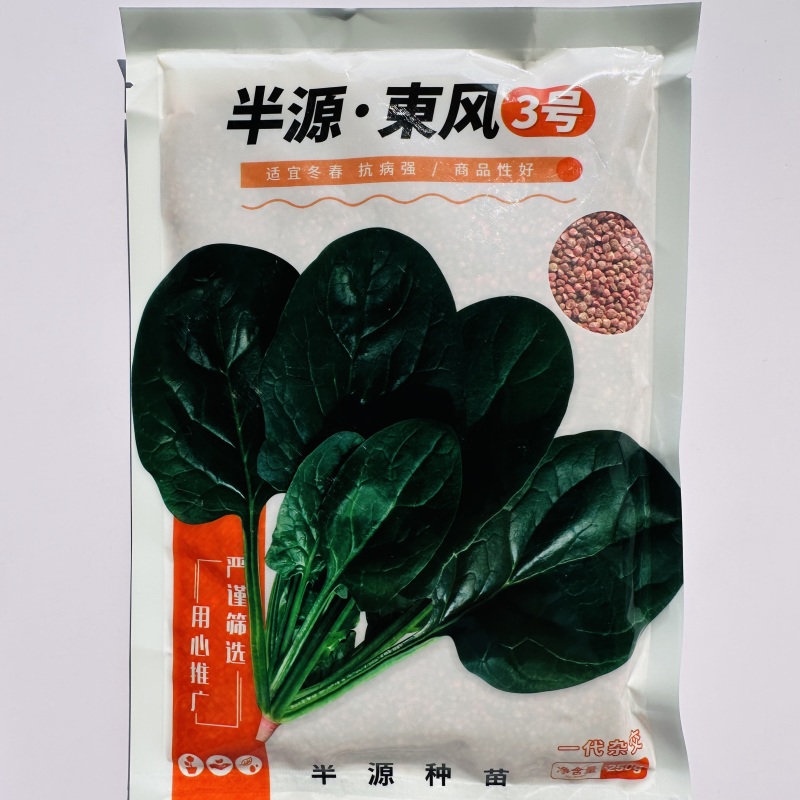 半源东风3号进口菠菜早熟杂交菠菜种子叶色黑绿抗病性强春秋