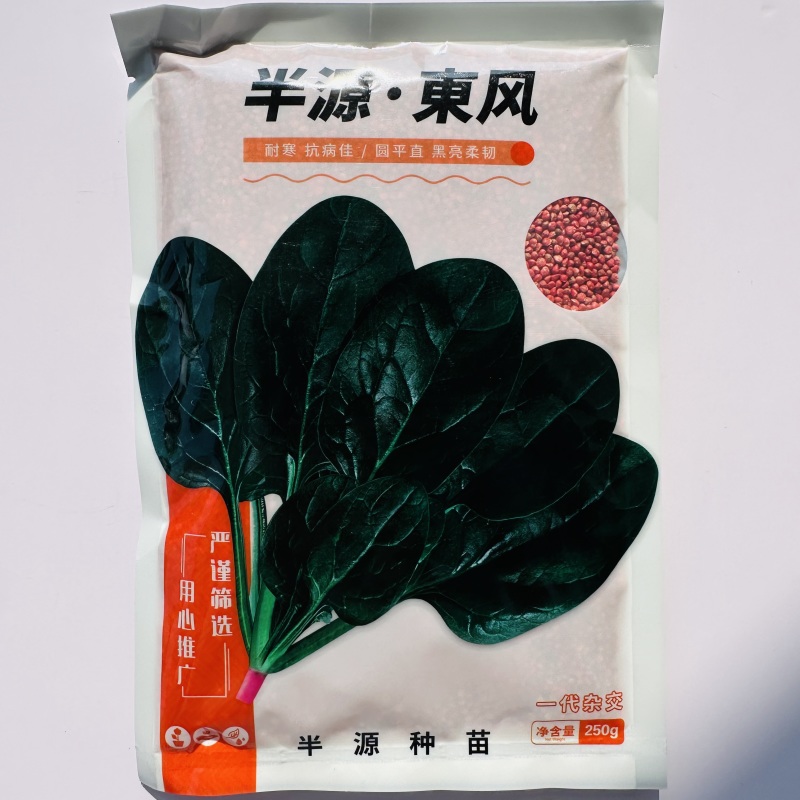 半源东风3号进口菠菜早熟杂交菠菜种子叶色黑绿抗病性强春秋
