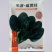 半源东风3号进口菠菜早熟杂交菠菜种子叶色黑绿抗病性强春秋