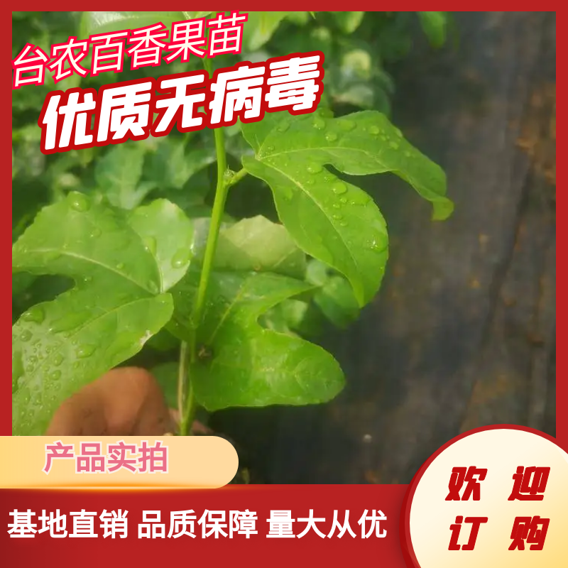 百香果苗黄金百香果苗苗圃直发提供技术代发全国