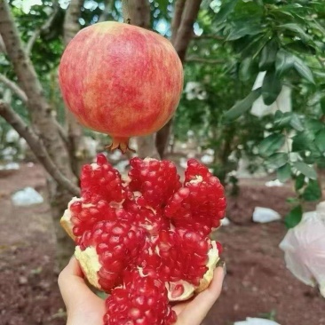 云南会泽盐水突尼斯软籽石榴