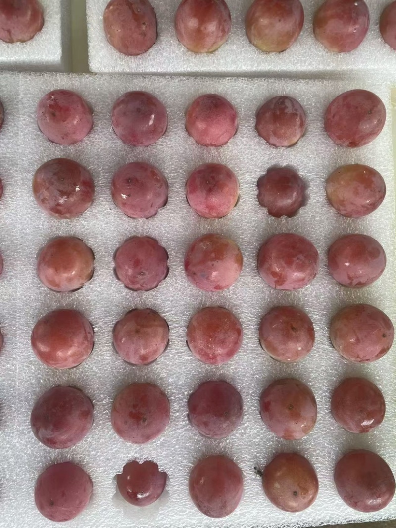 妮娜皇后大果粒