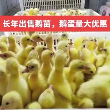 江苏大三花鹅苗，脱温苗，种蛋