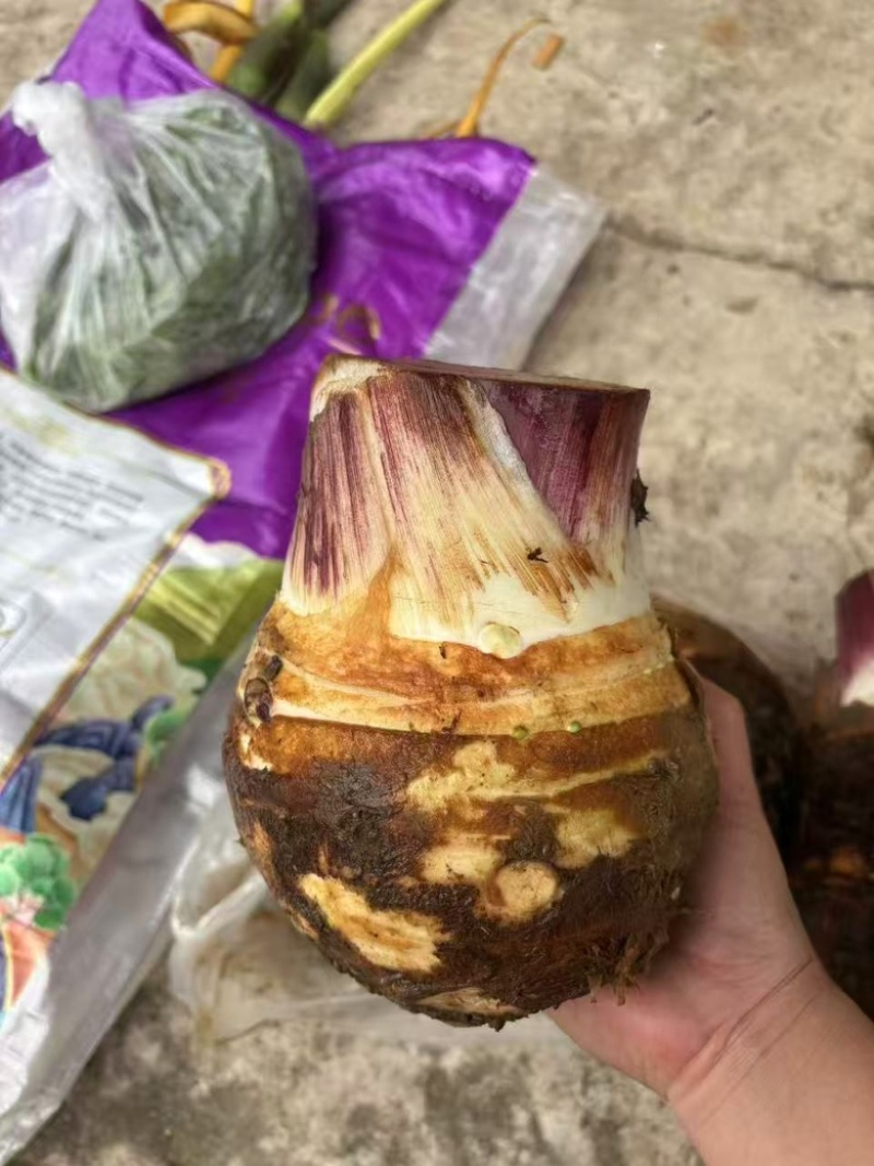 云南产地基地直发芋头香芋货源充足，量大从优