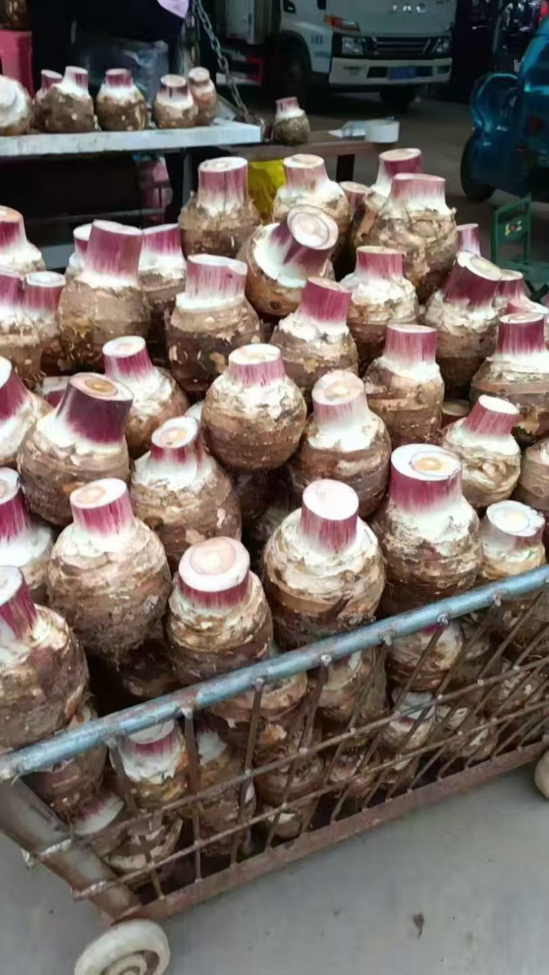 云南产地基地直发芋头香芋货源充足，量大从优