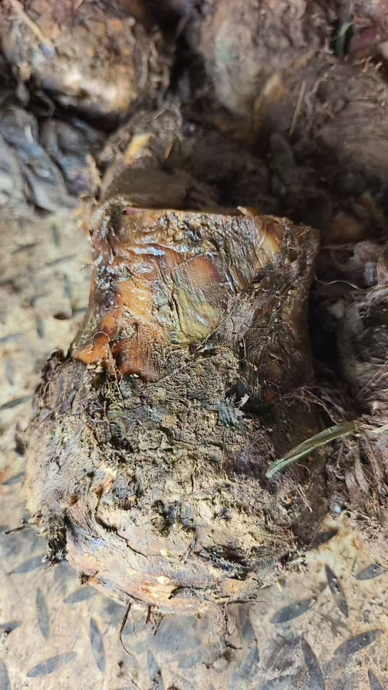 云南产地基地直发芋头香芋货源充足，量大从优