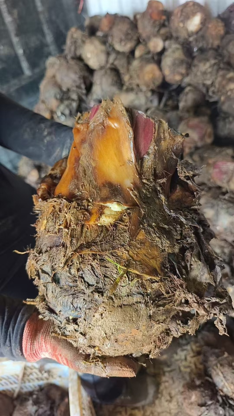 云南产地基地直发芋头香芋货源充足，量大从优