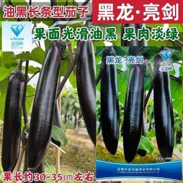 黑龙亮剑茄子种子杂交大龙茄子高产亮丽油黑长茄子种子肉绿