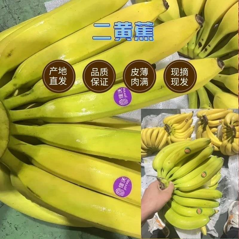 二黄蕉威廉斯皮薄肉多常年供应/精品香蕉软糯香甜物美价廉