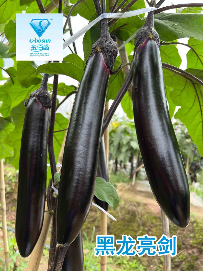 黑龙亮剑茄子种子杂交大龙茄子高产亮丽油黑长茄子种子肉绿
