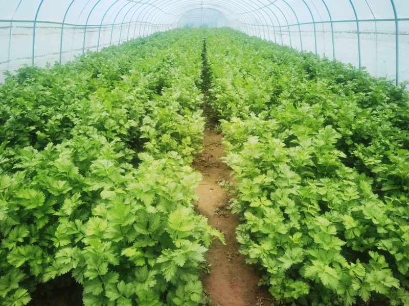 陕北大棚移栽皇后芹菜，脆嫩多汁，50亩上市